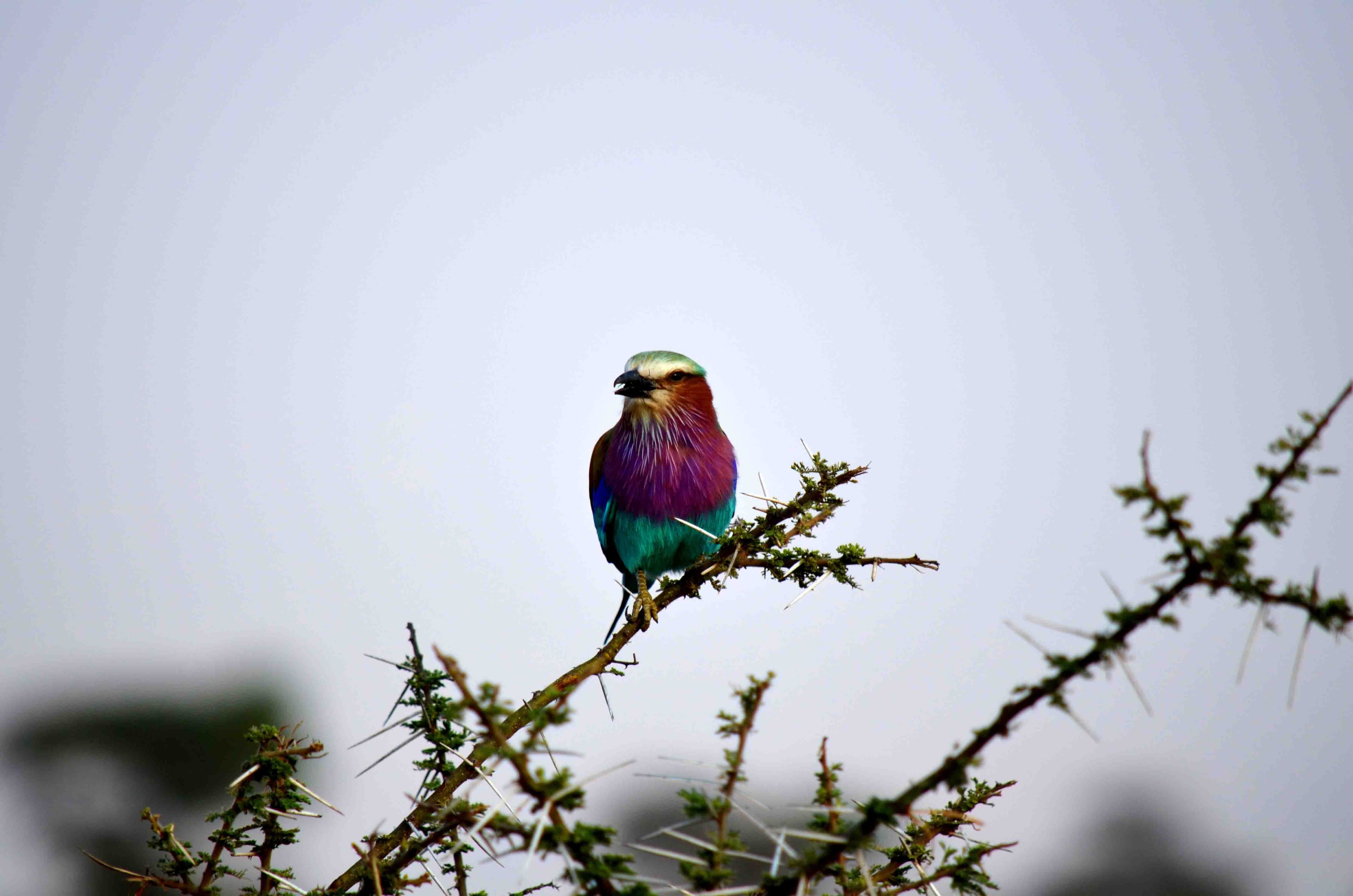 Bird Watching