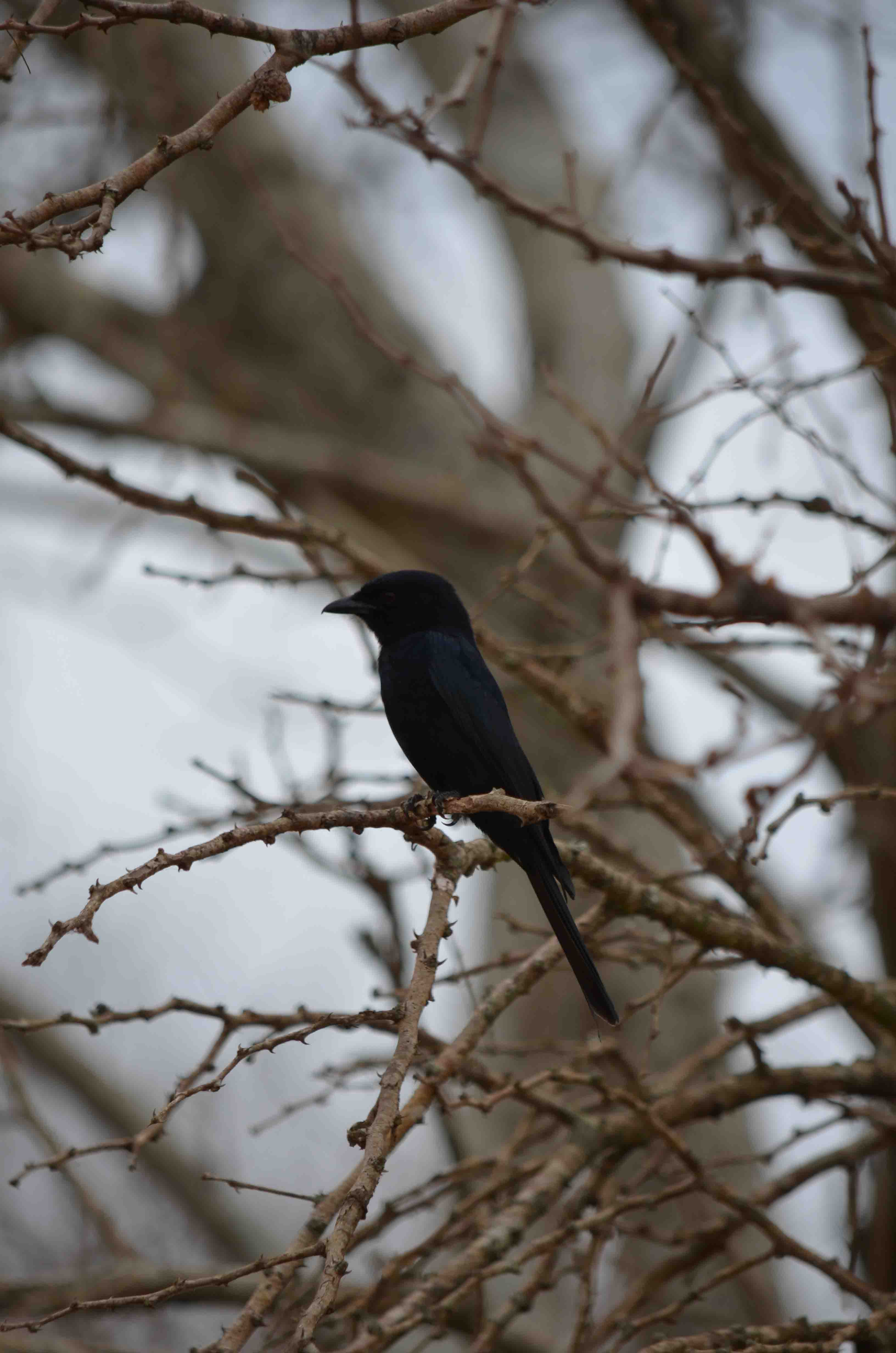 Bird Watching