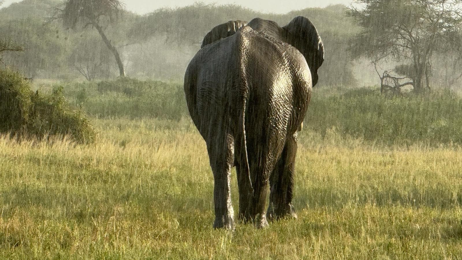 Tarangire & Ngorongoro